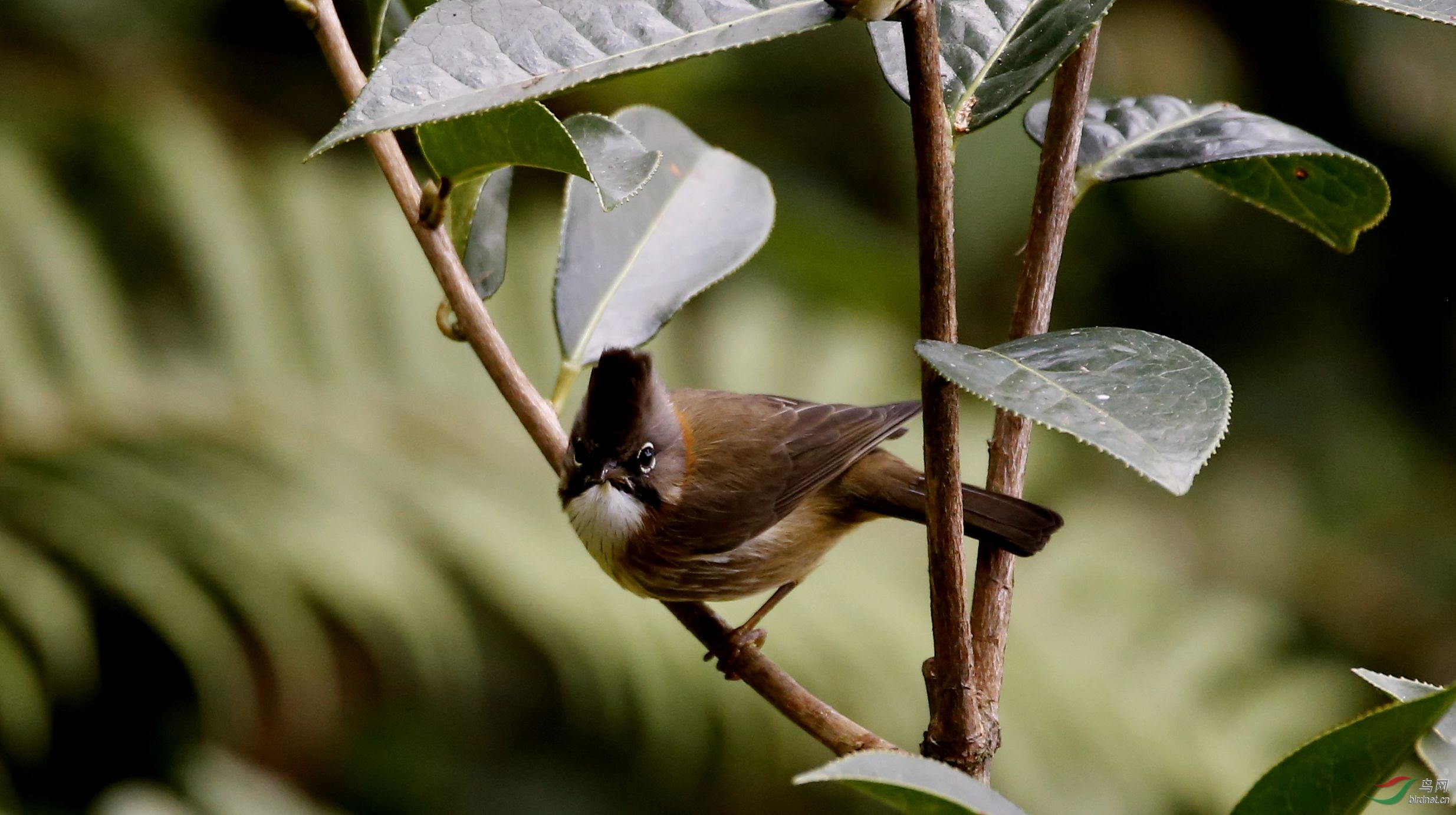 高黎贡山鸟类识别中