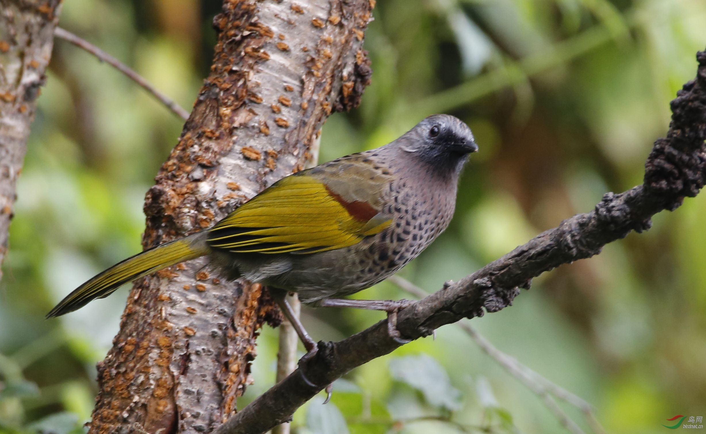 高黎贡山鸟类识别-纯色噪鹛
