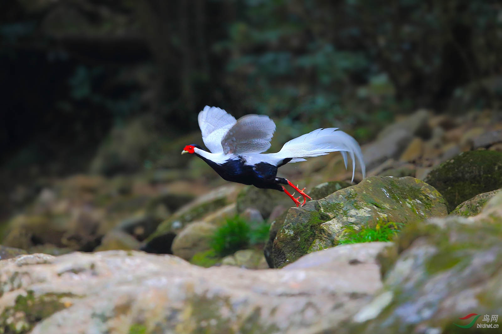 无剪裁拍摄飞版白鹇
