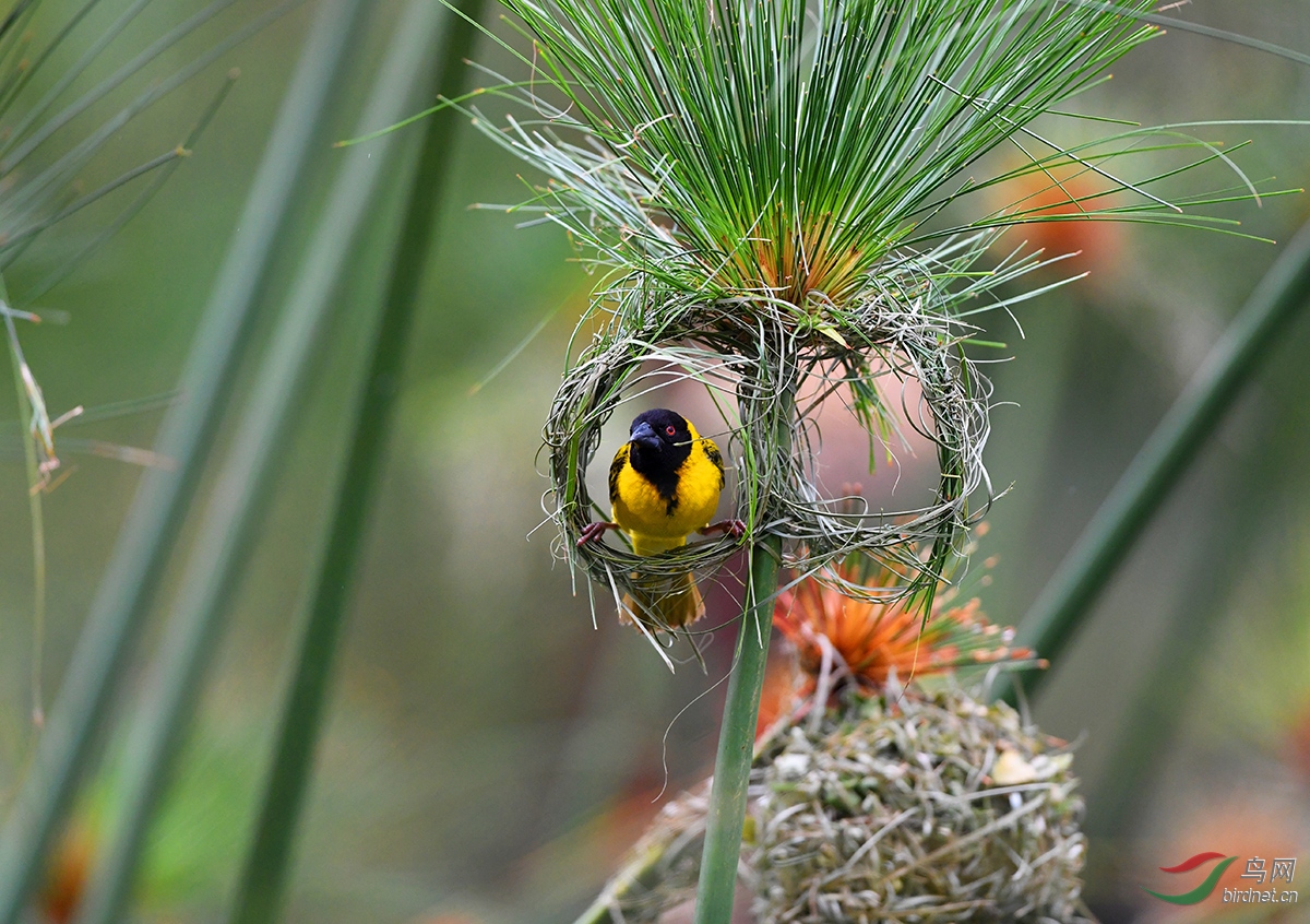 自然界高级建筑大师——黑头织雀