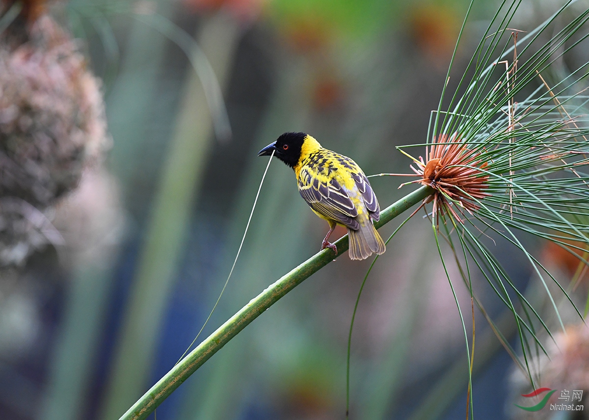 自然界高级建筑大师——黑头织雀