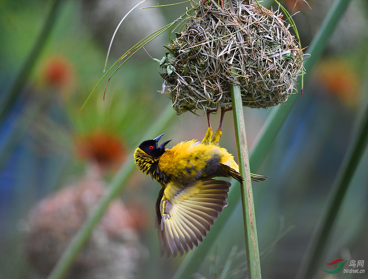 自然界高级建筑大师——黑头织雀