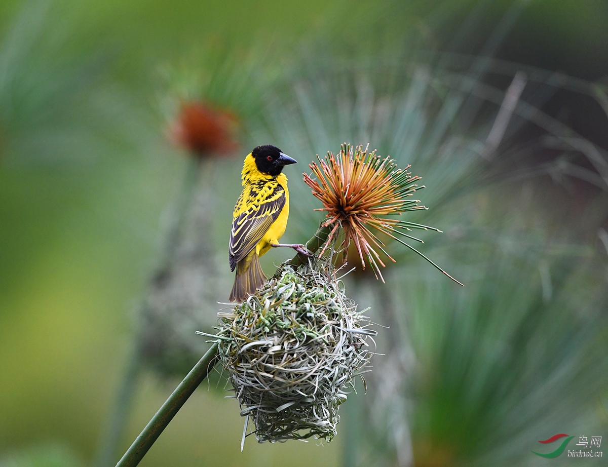 自然界高级建筑大师——黑头织雀