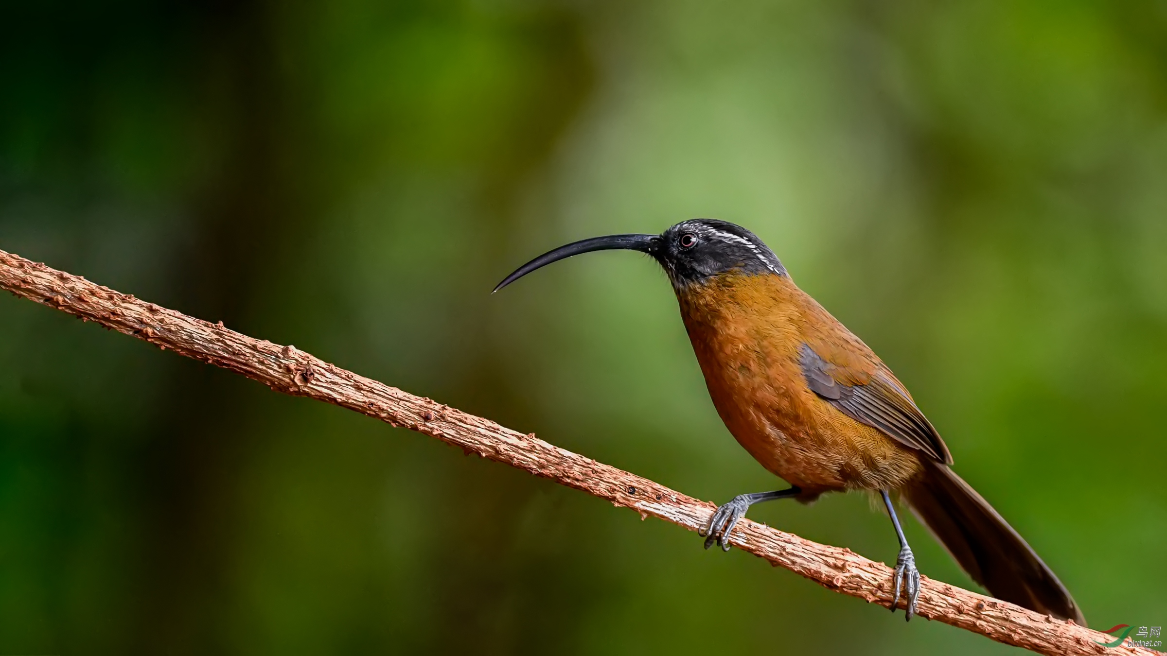 很难拍摄的剑嘴鹛