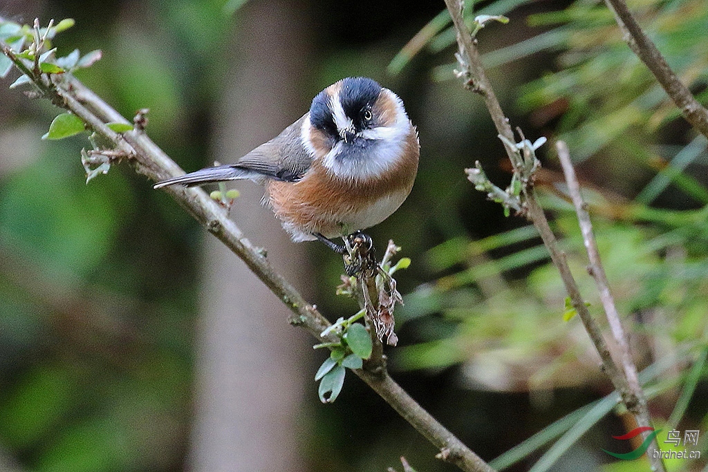 [size= 1] 黑头[长尾]山雀