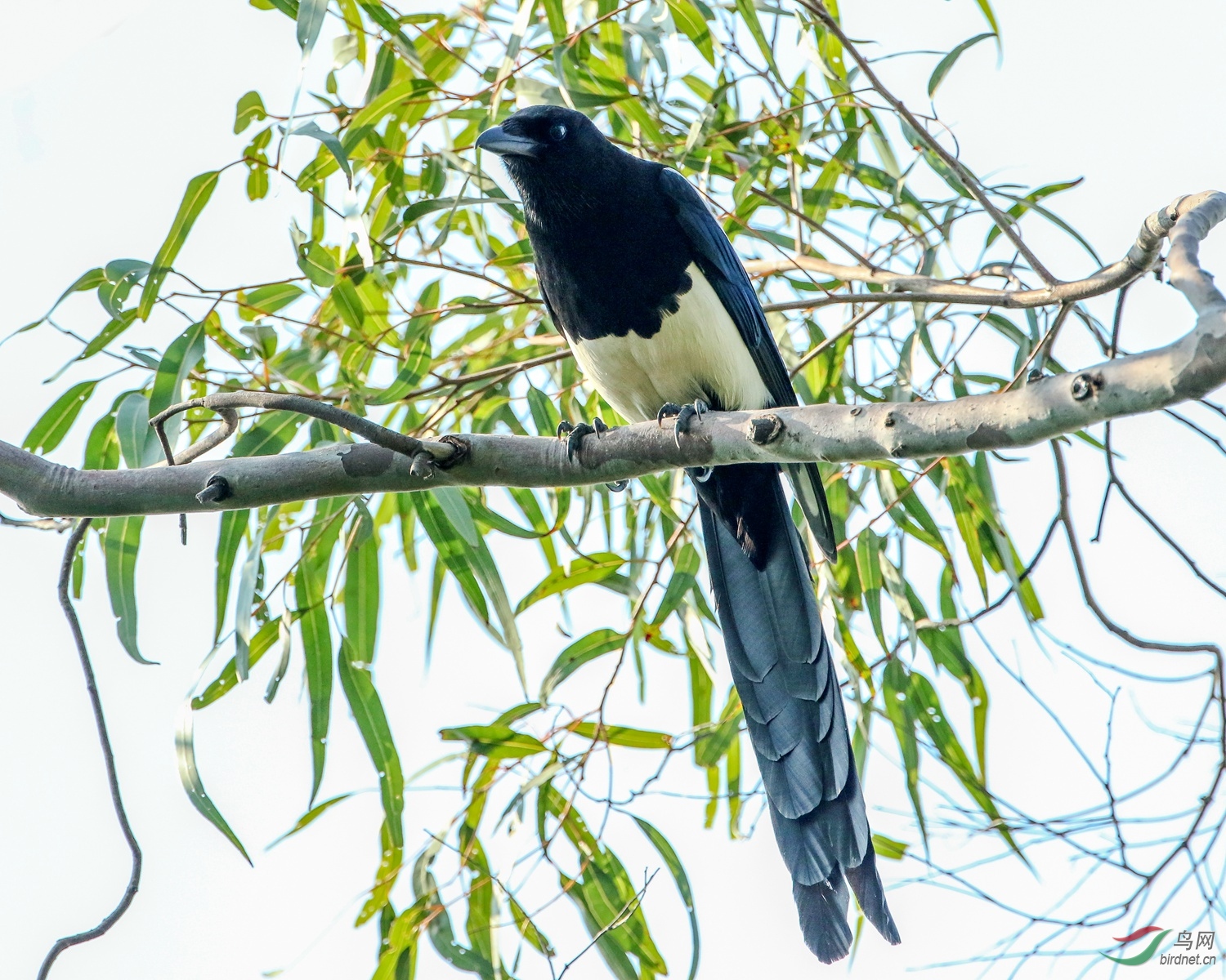 开门见喜好运来 (喜鹊)