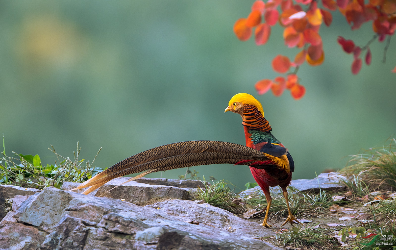 多姿多彩 红腹锦鸡