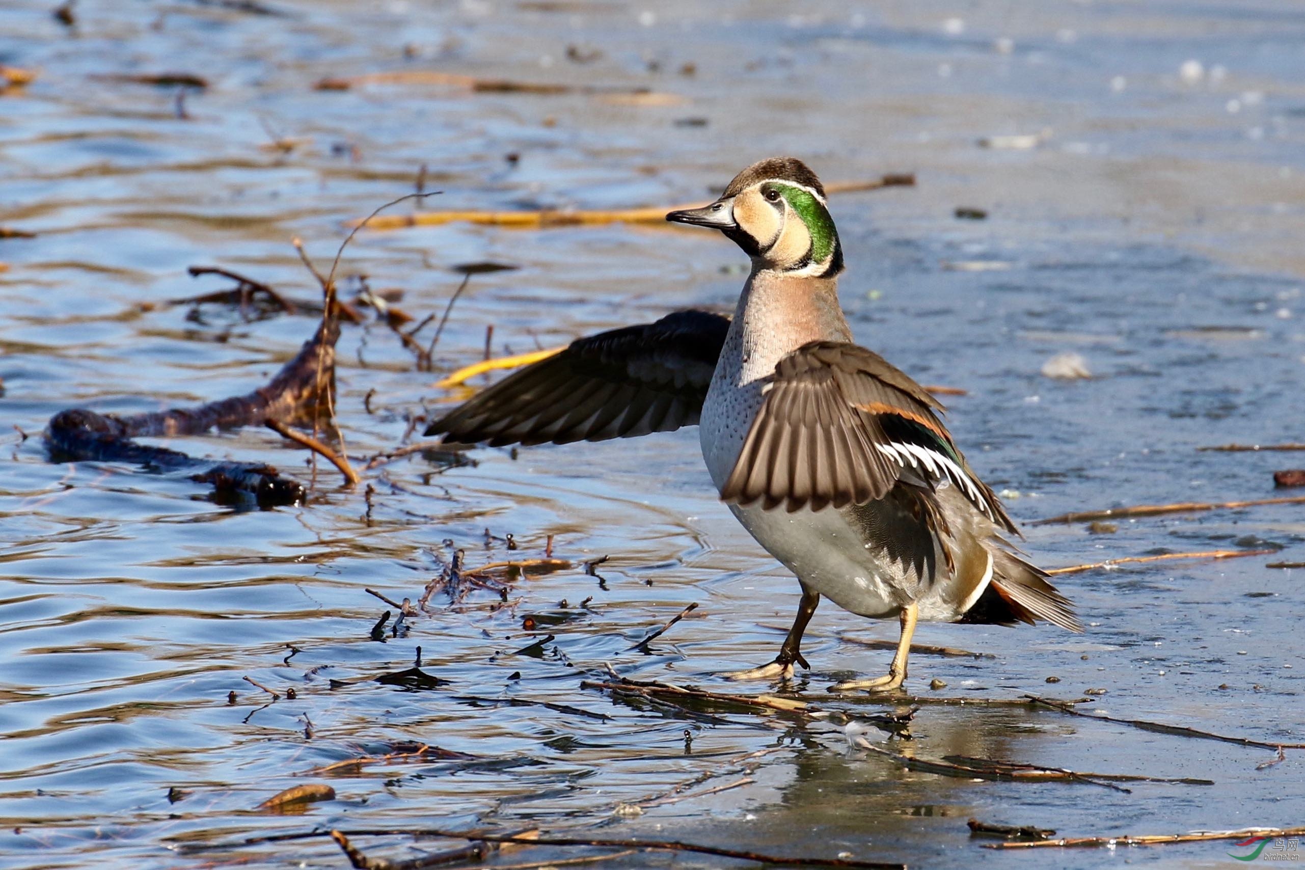 龙潭西湖花脸鸭