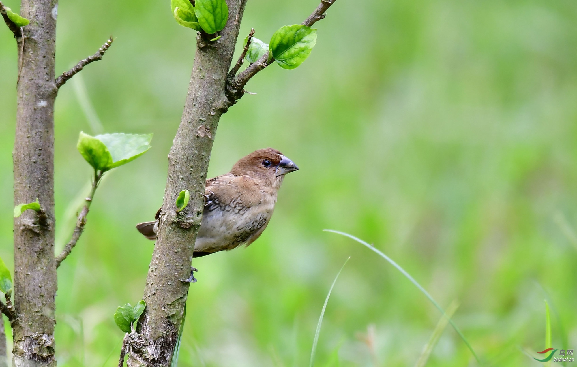 老得真要换毛了……栗胸文鸟