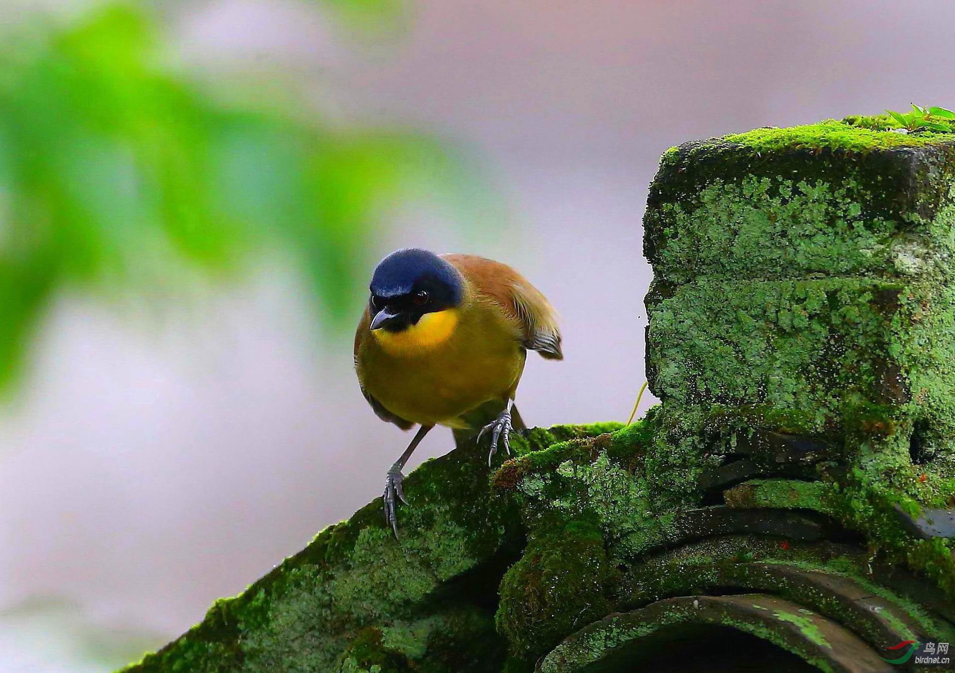 青苔屋顶的小鸟
