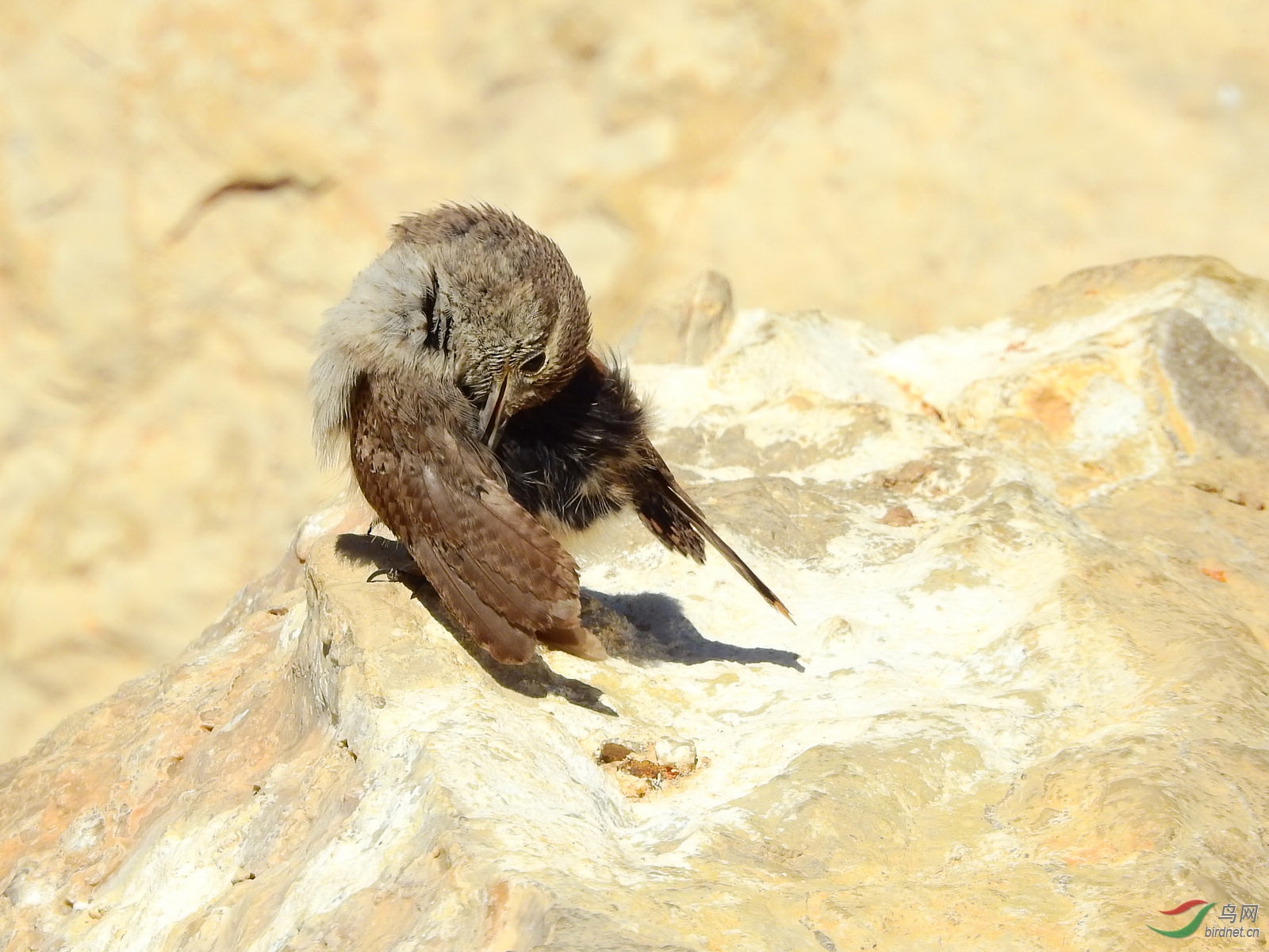 _Grand Canyon_2017-5-12.jpg