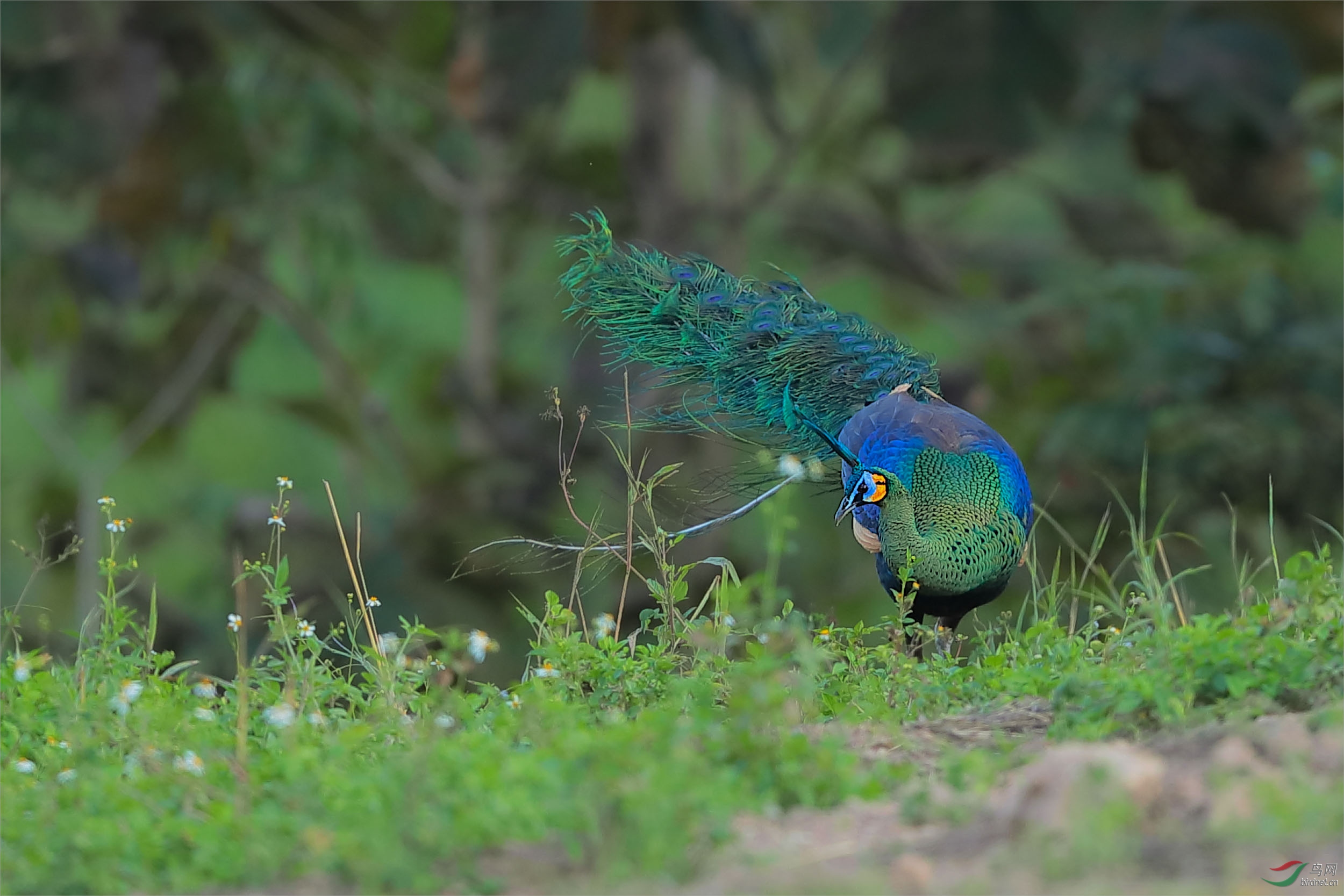 绿孔雀印度亚种图片