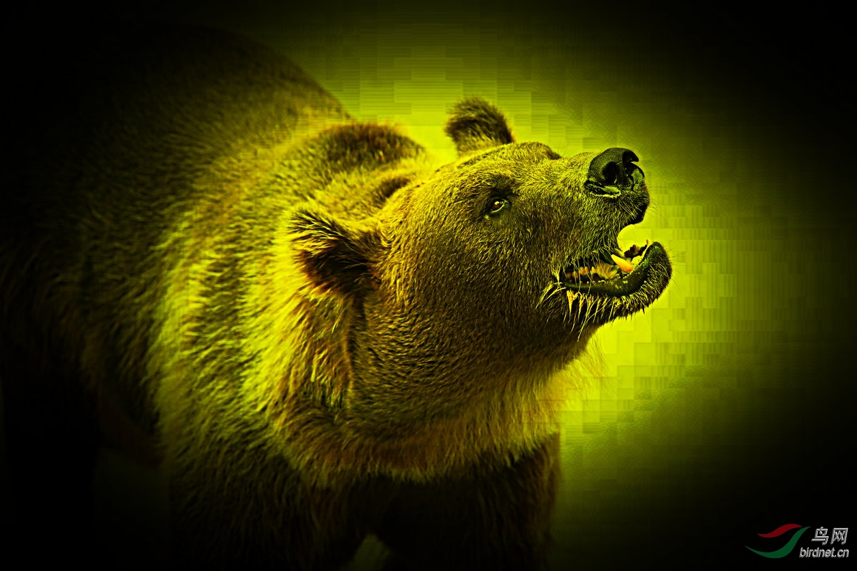 [动物] 熊