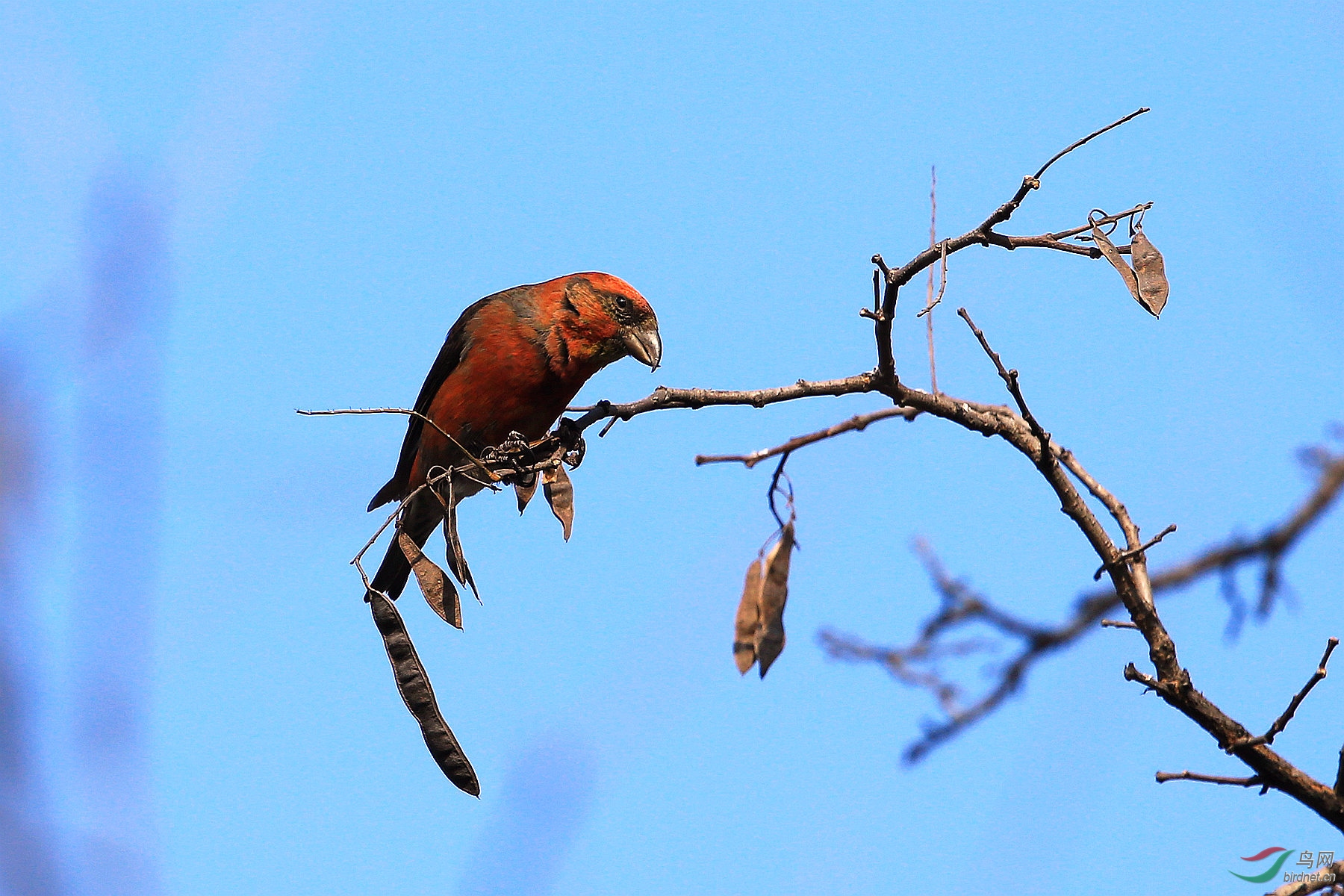吃树籽的红交嘴雀