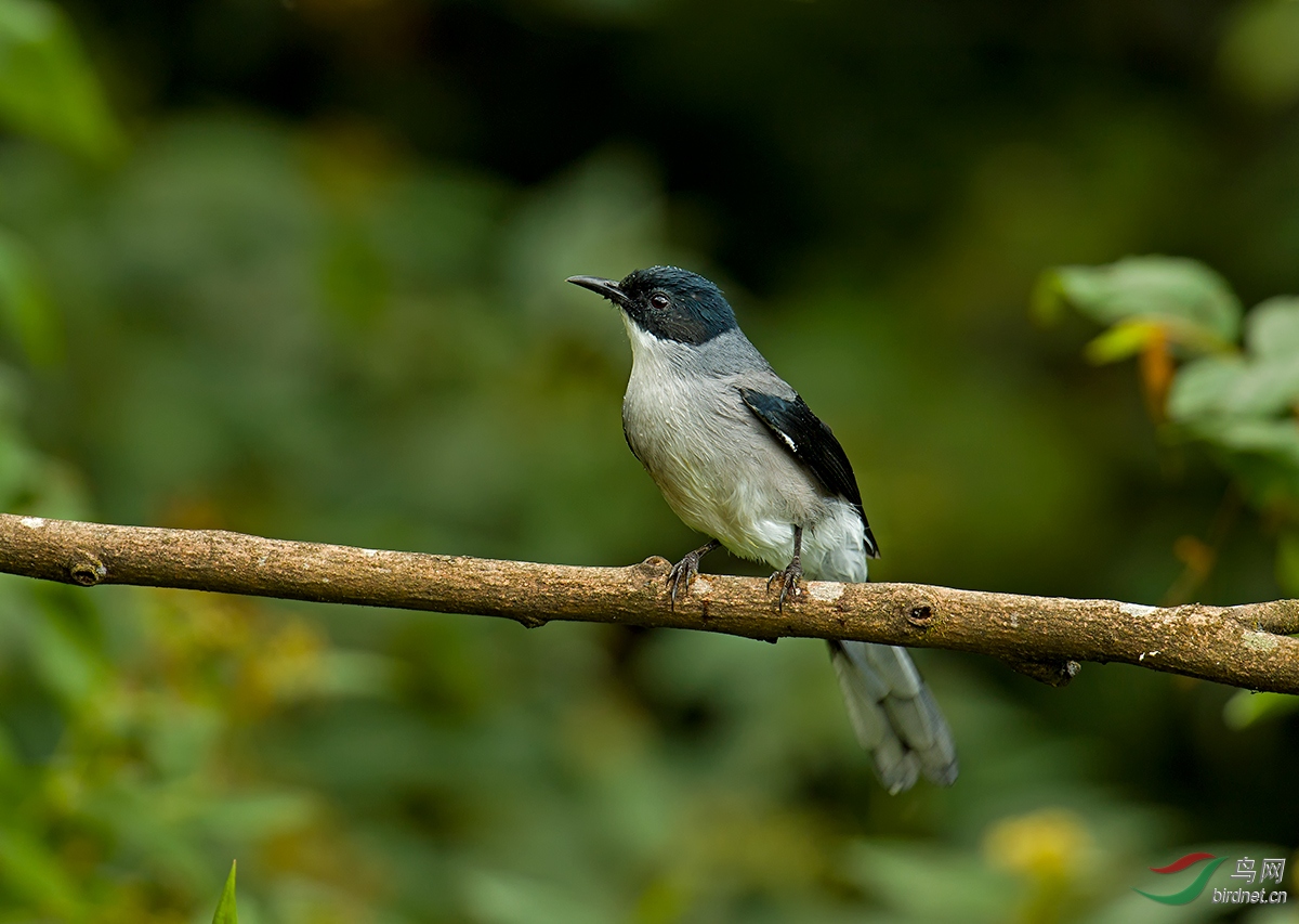 周末愉快黑头奇鹛