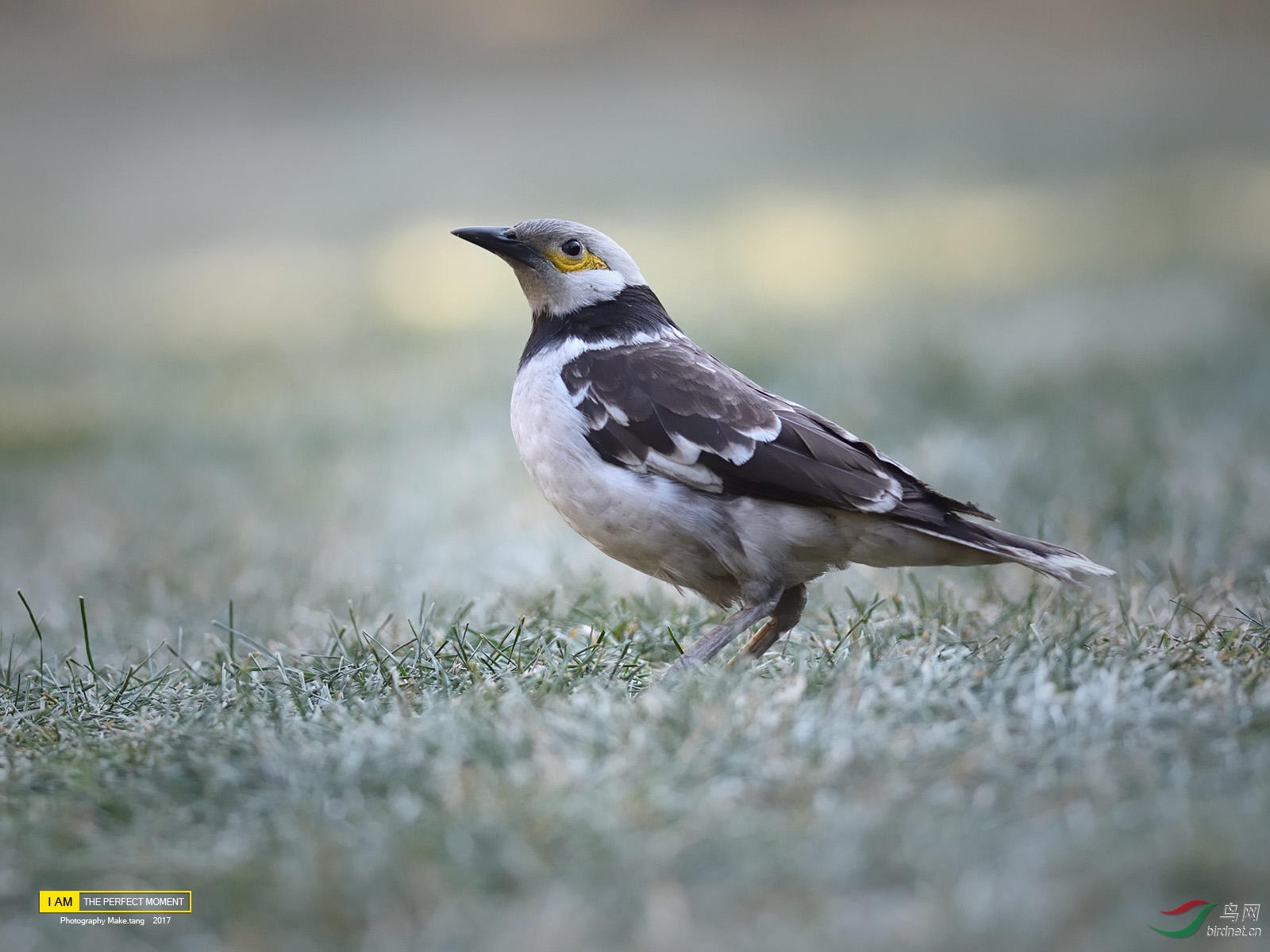 黑颈椋鸟证件照