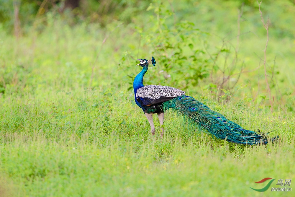 《放声歌唱》—— 斯里兰卡孔雀