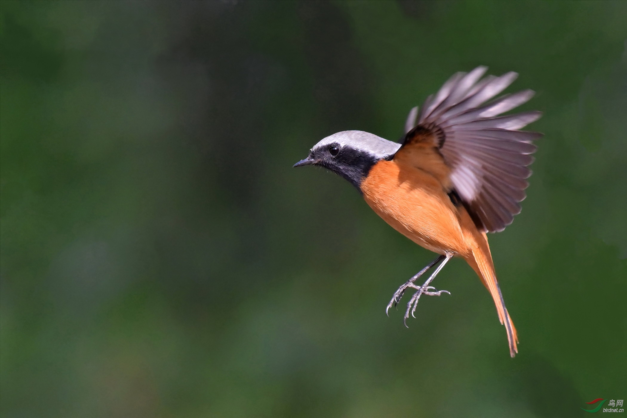飞翔中的北红尾鸲雄鸟