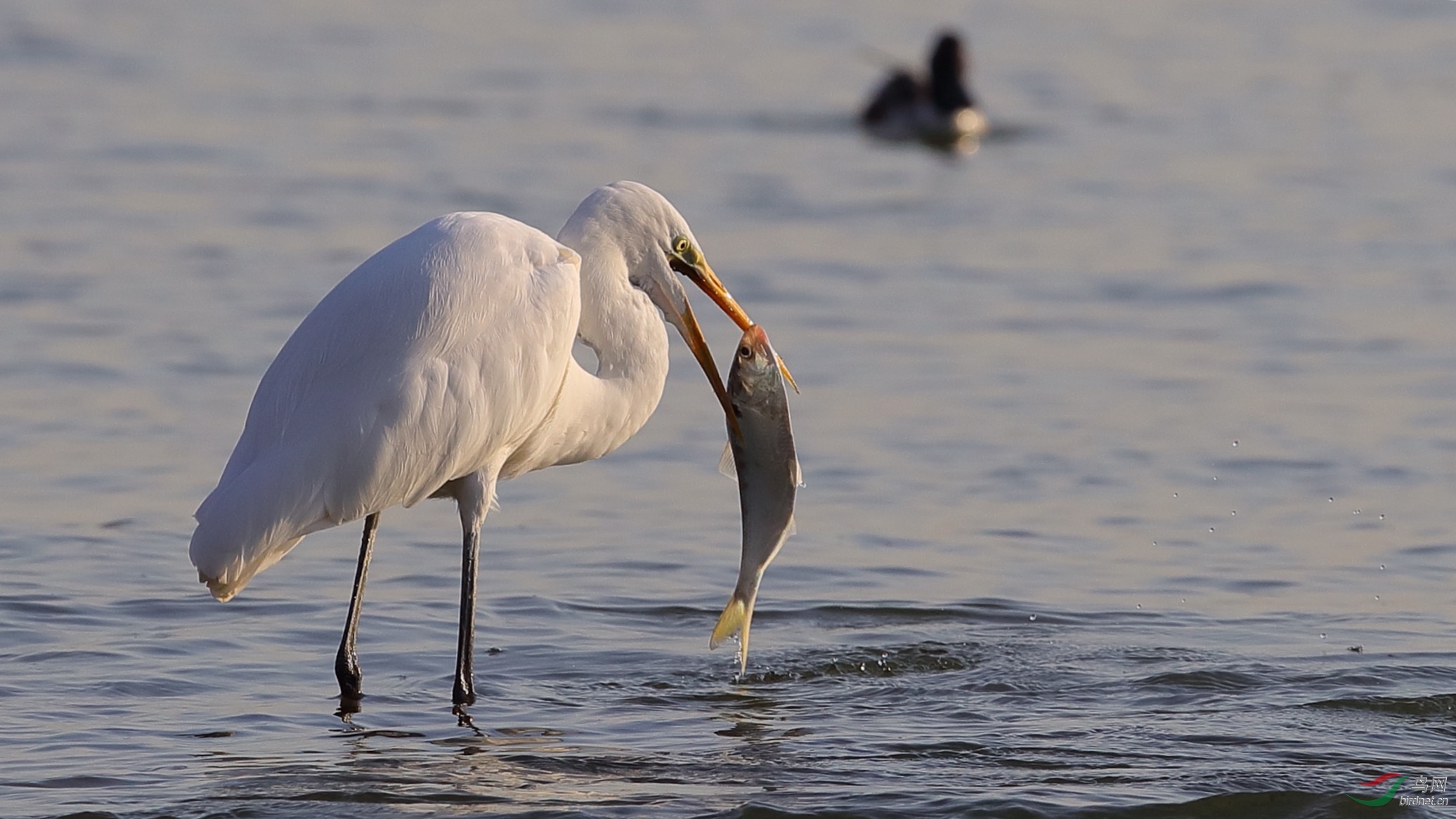 白鹭吃鱼