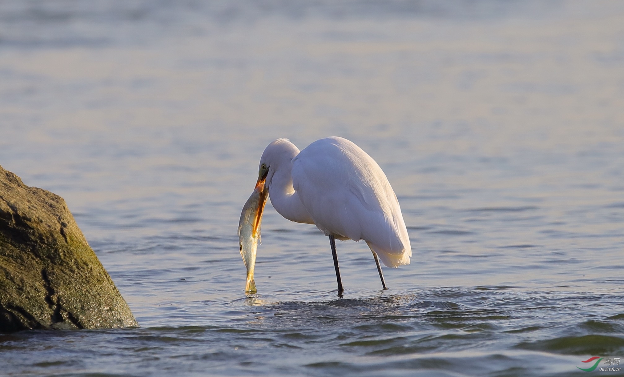 白鹭吃鱼