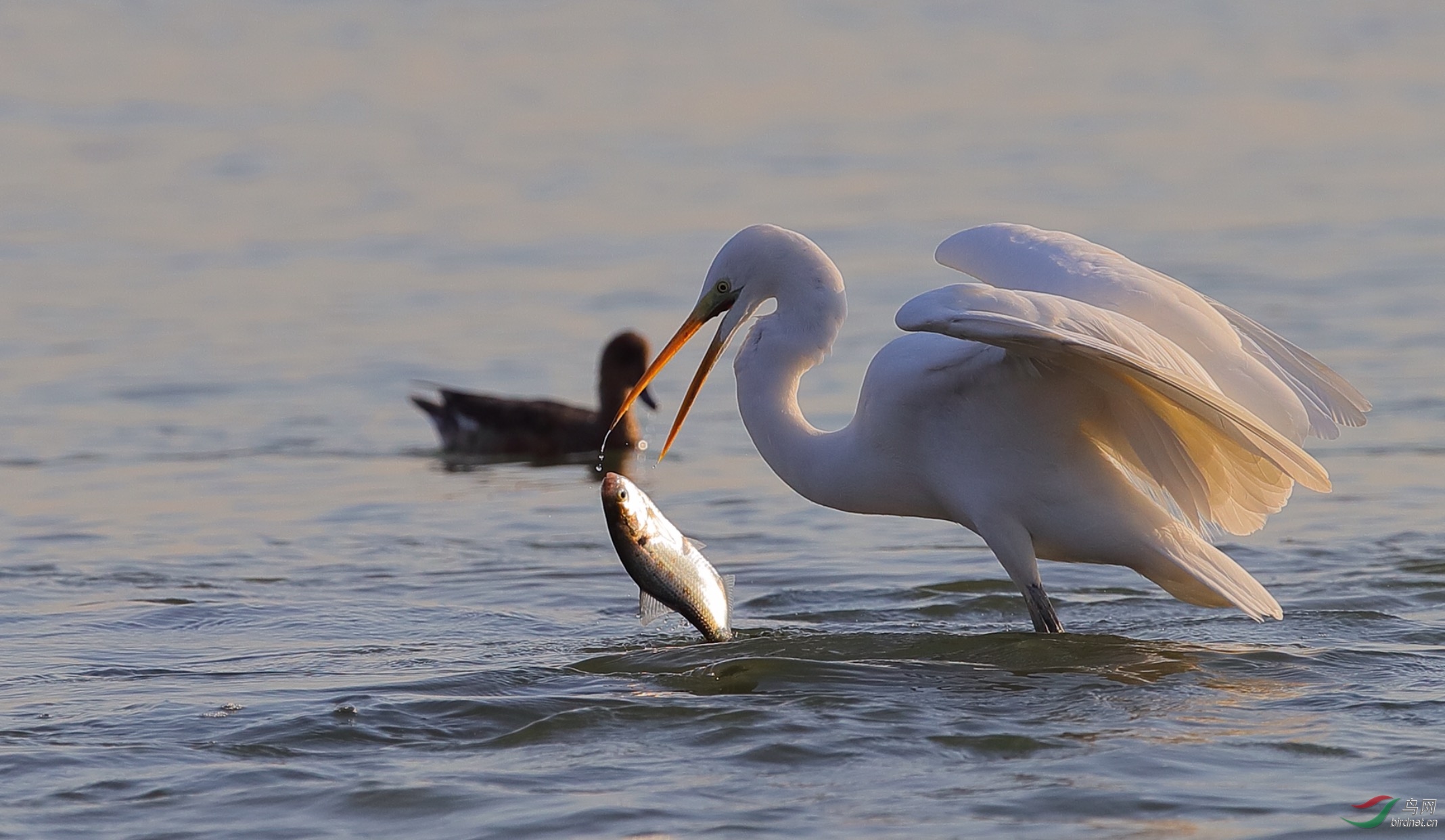 白鹭吃鱼
