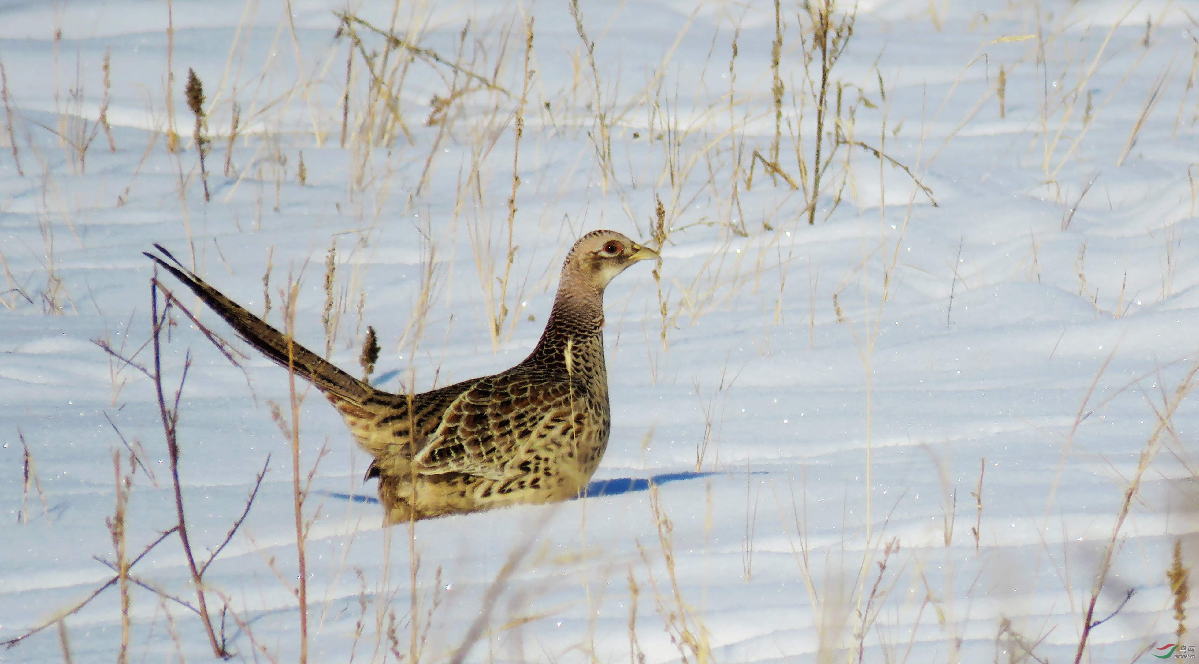 雪地雉鸡(雌鸟)