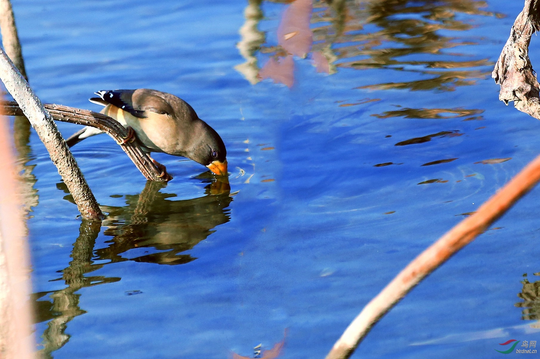 蜡嘴鸟喝水.太平!
