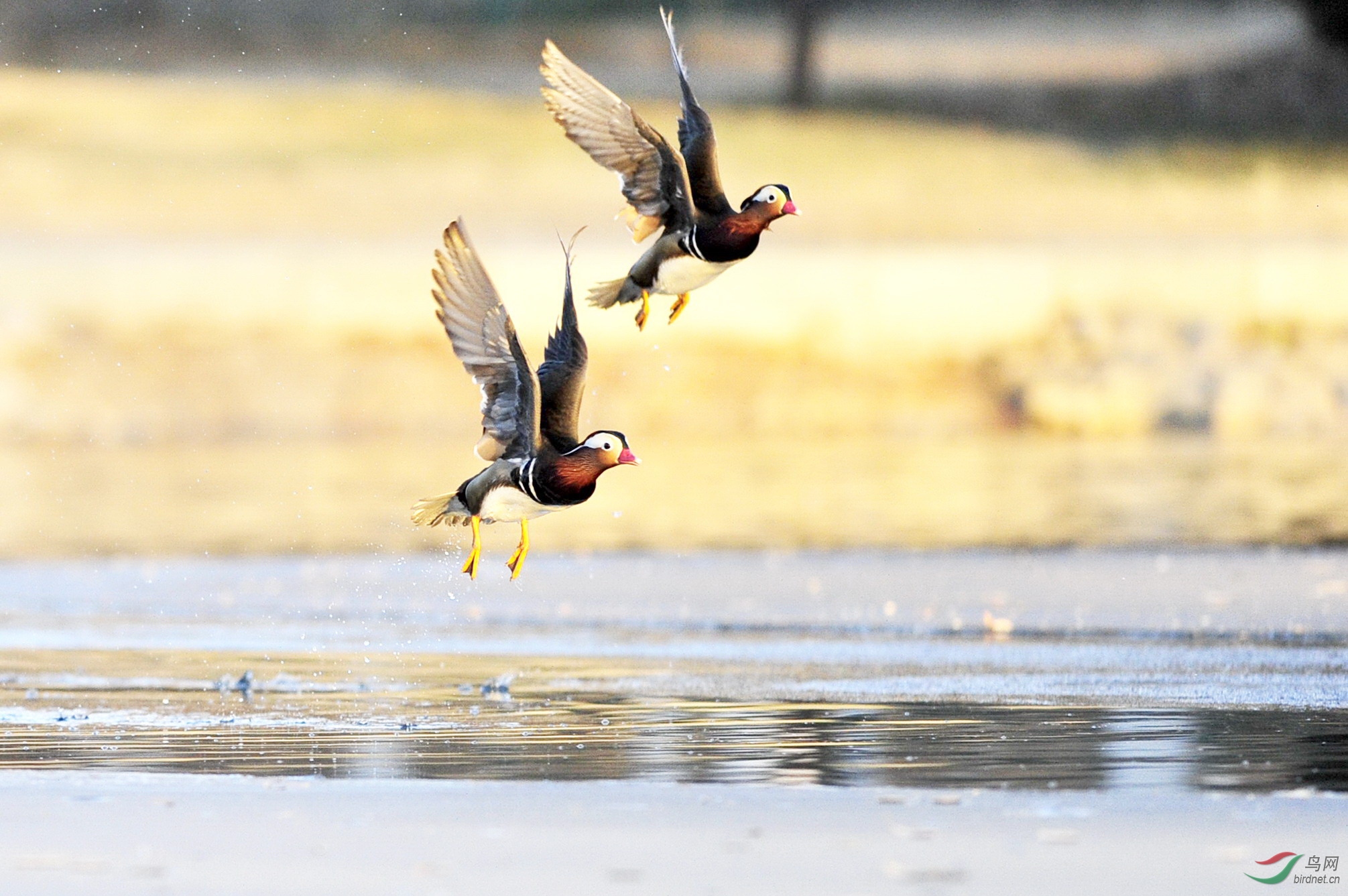 鸳鸯于飞河南吉祥荣获每日图文精华