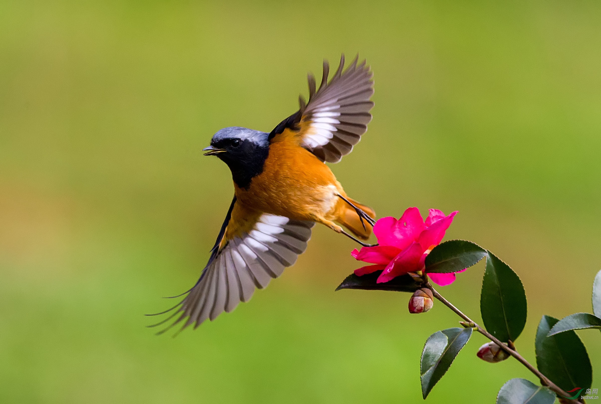 茶花与鸟