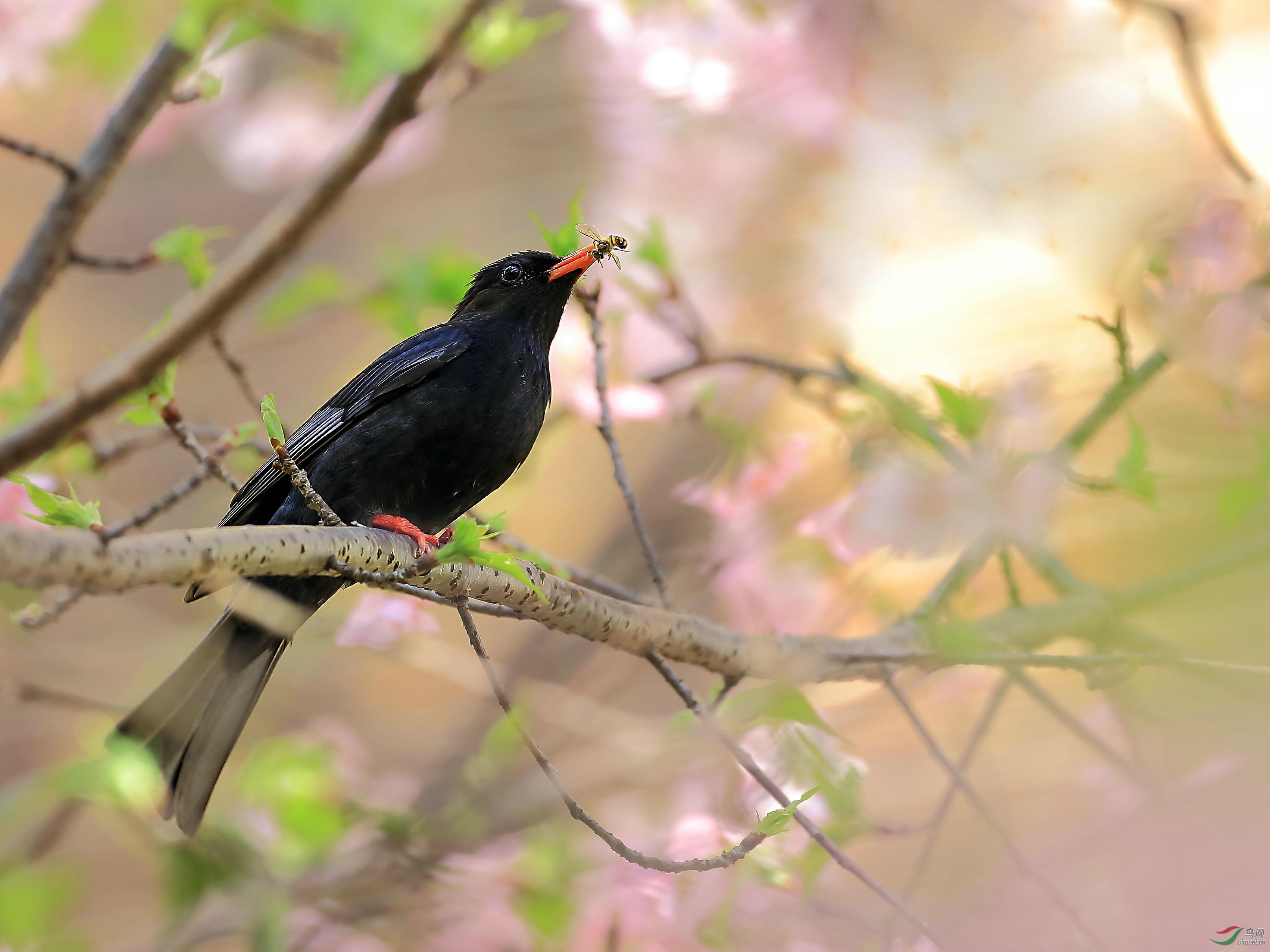 花丛中红嘴黑鹎