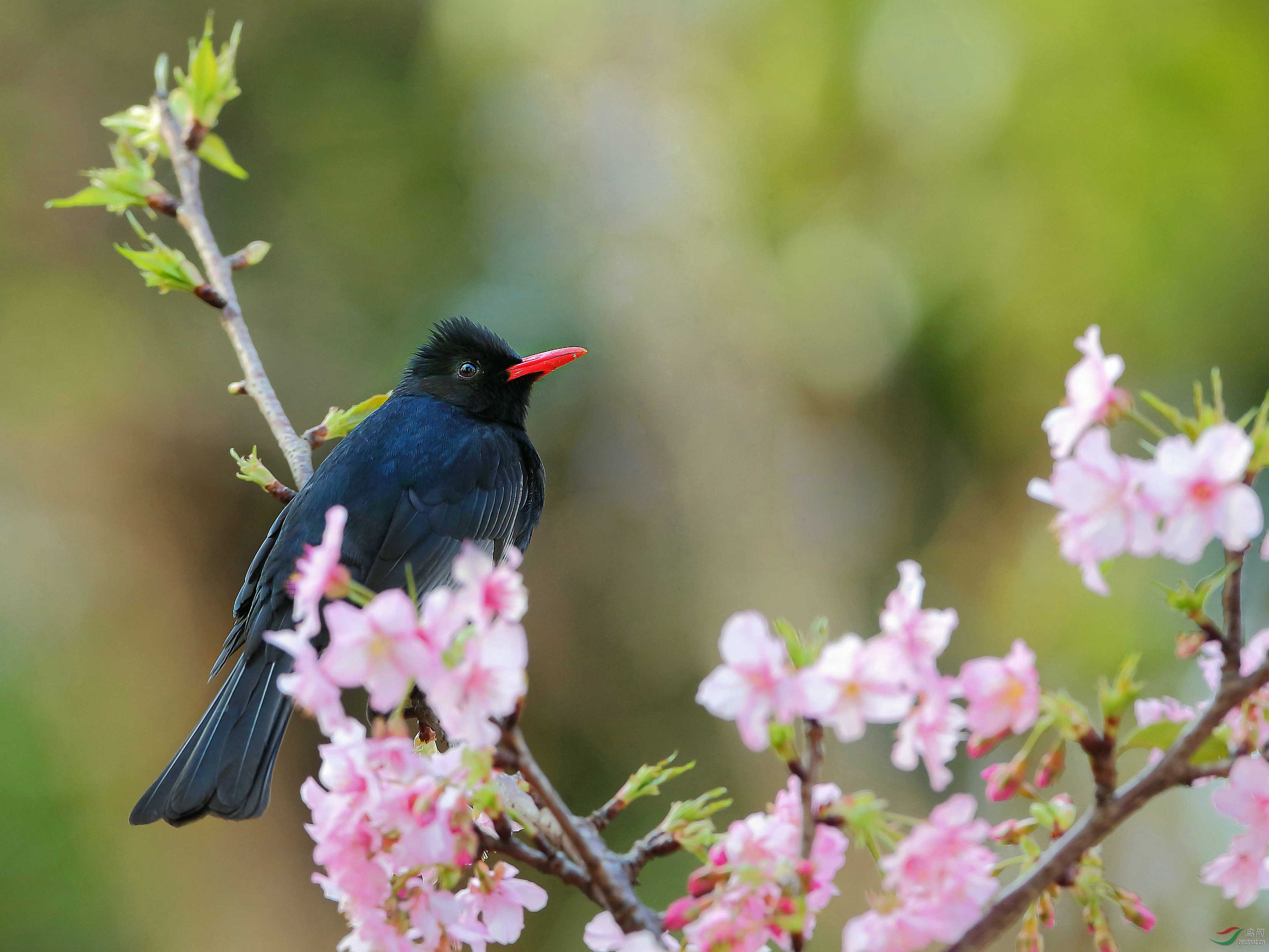 花丛中(红嘴黑鹎)