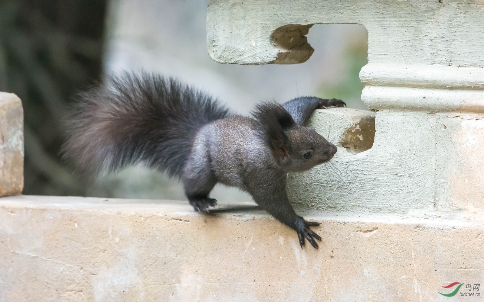 欧亚红松鼠怎就乌黑了