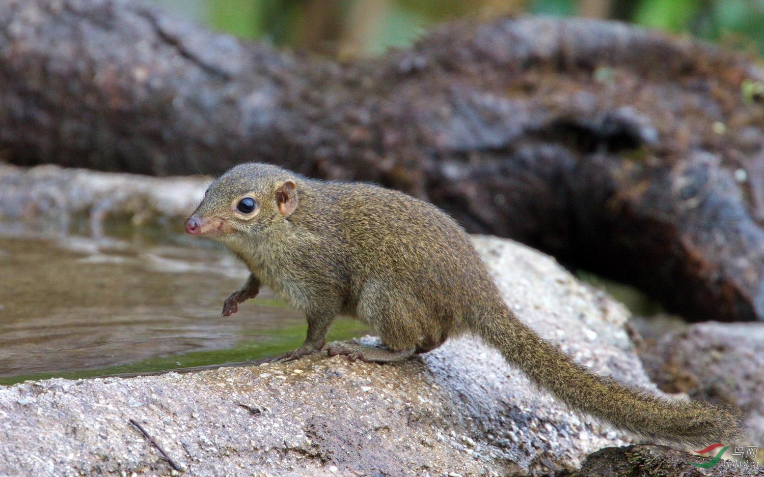 它是树鼩(qú)——不是松鼠 - 摄影师版 鸟网