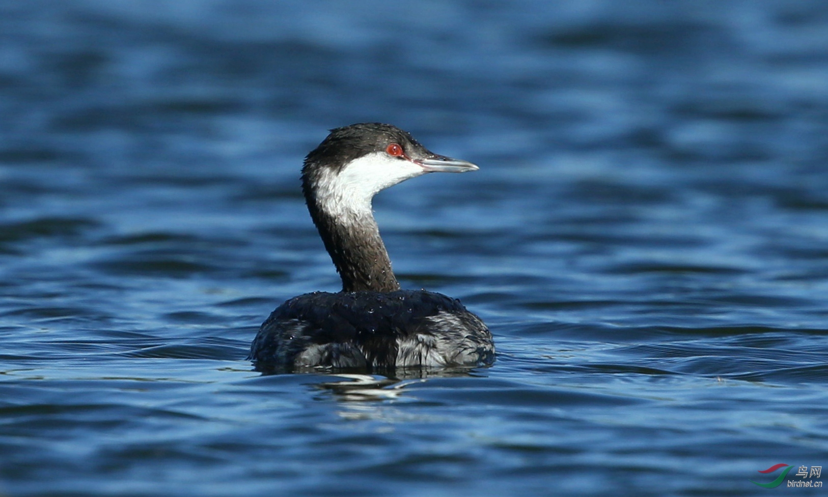 2017-11-03 南海子角鸊鷉 369_副本.jpg