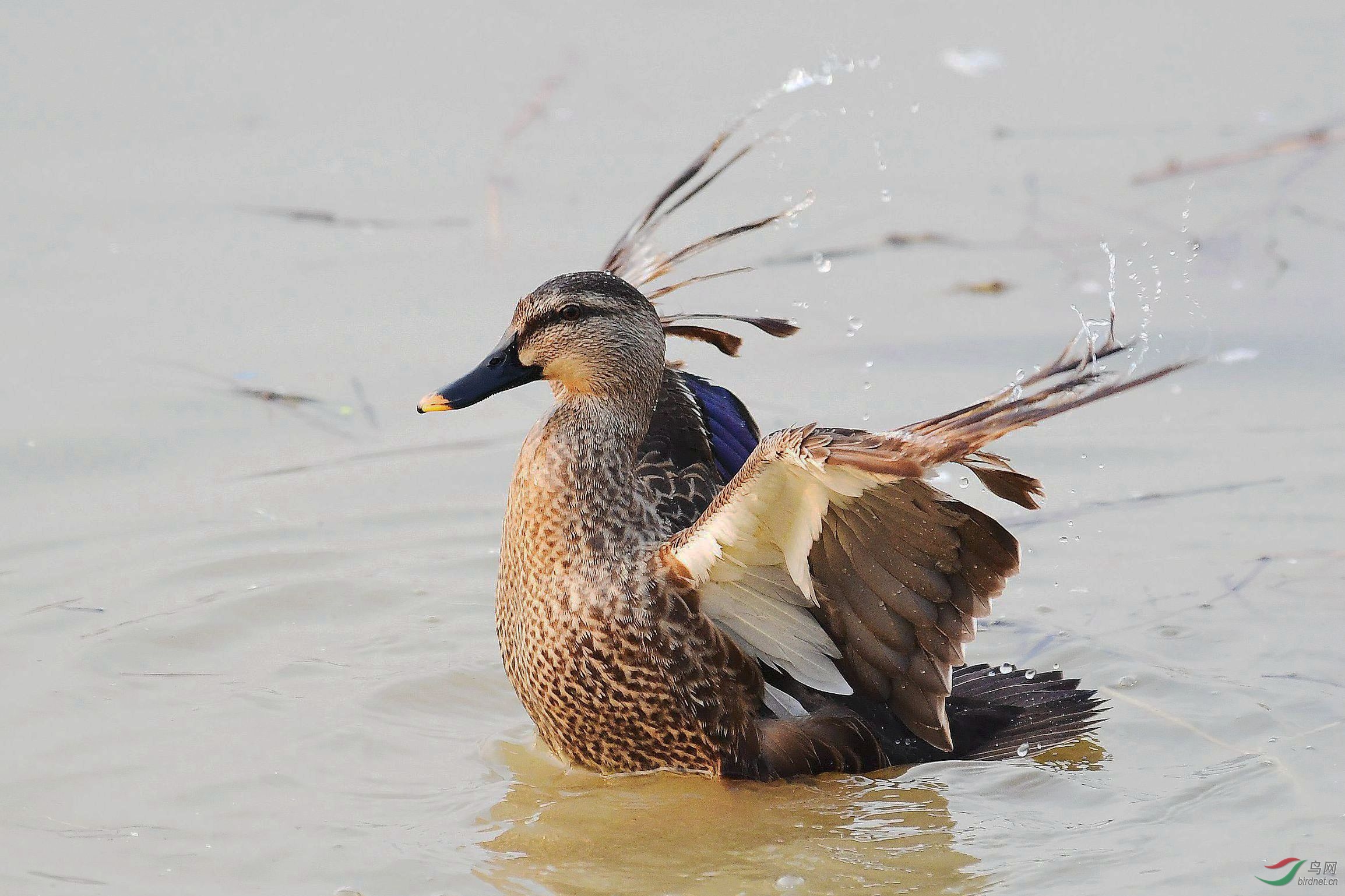 斑鸭出浴也漂亮