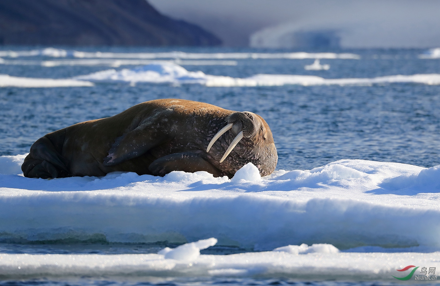 [动物] 海象----祝贺老师佳作荣获首页精华