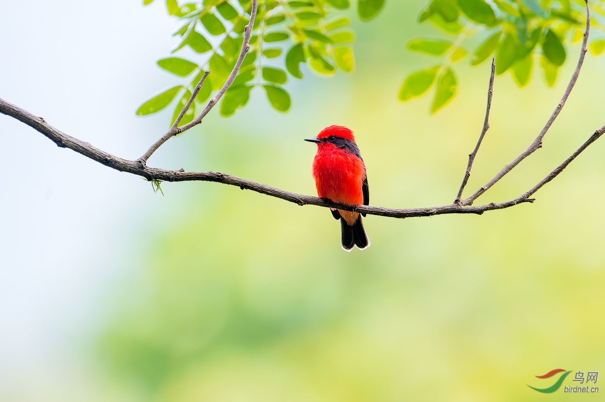 朱红霸鹟朱红霸鹟祝贺荣获首页精华