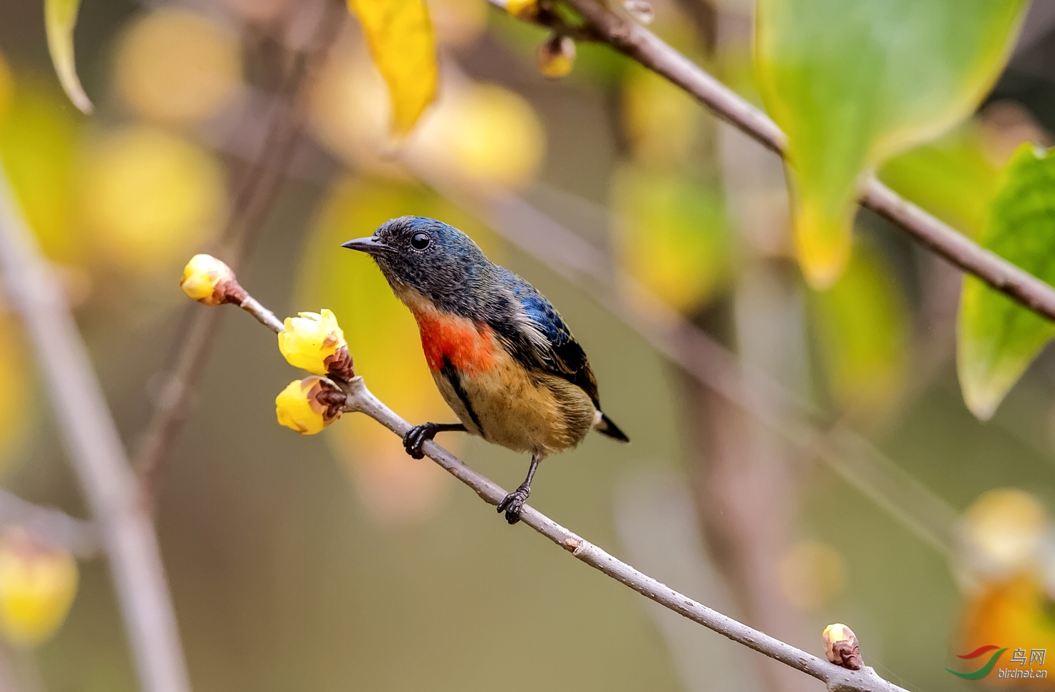 冬至腊梅香(红胸啄花鸟)