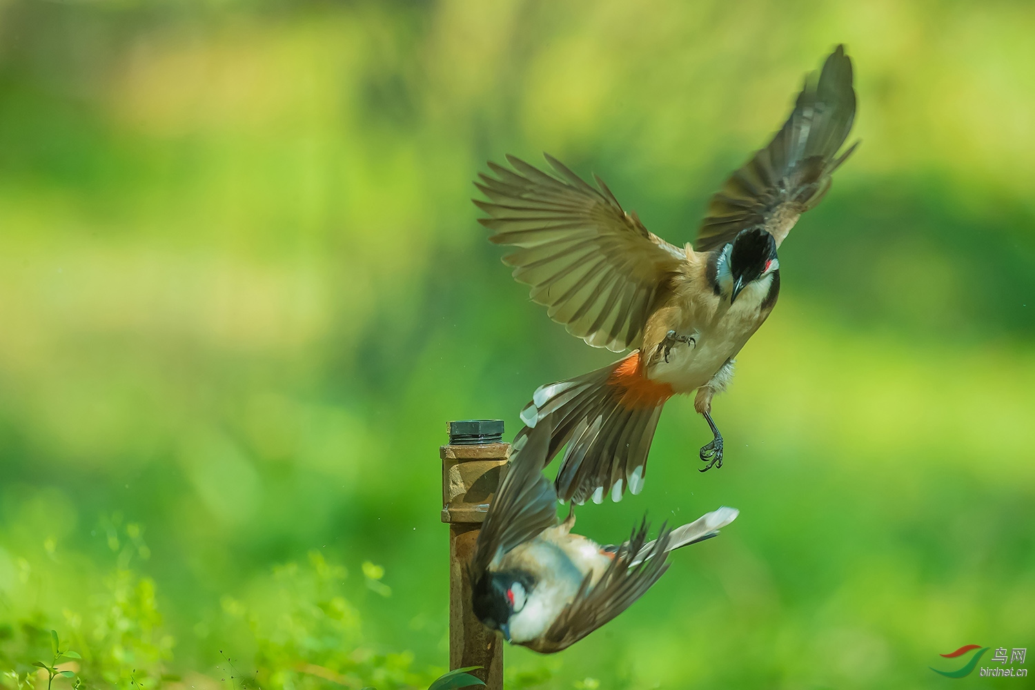 本是同根生相煎何太急