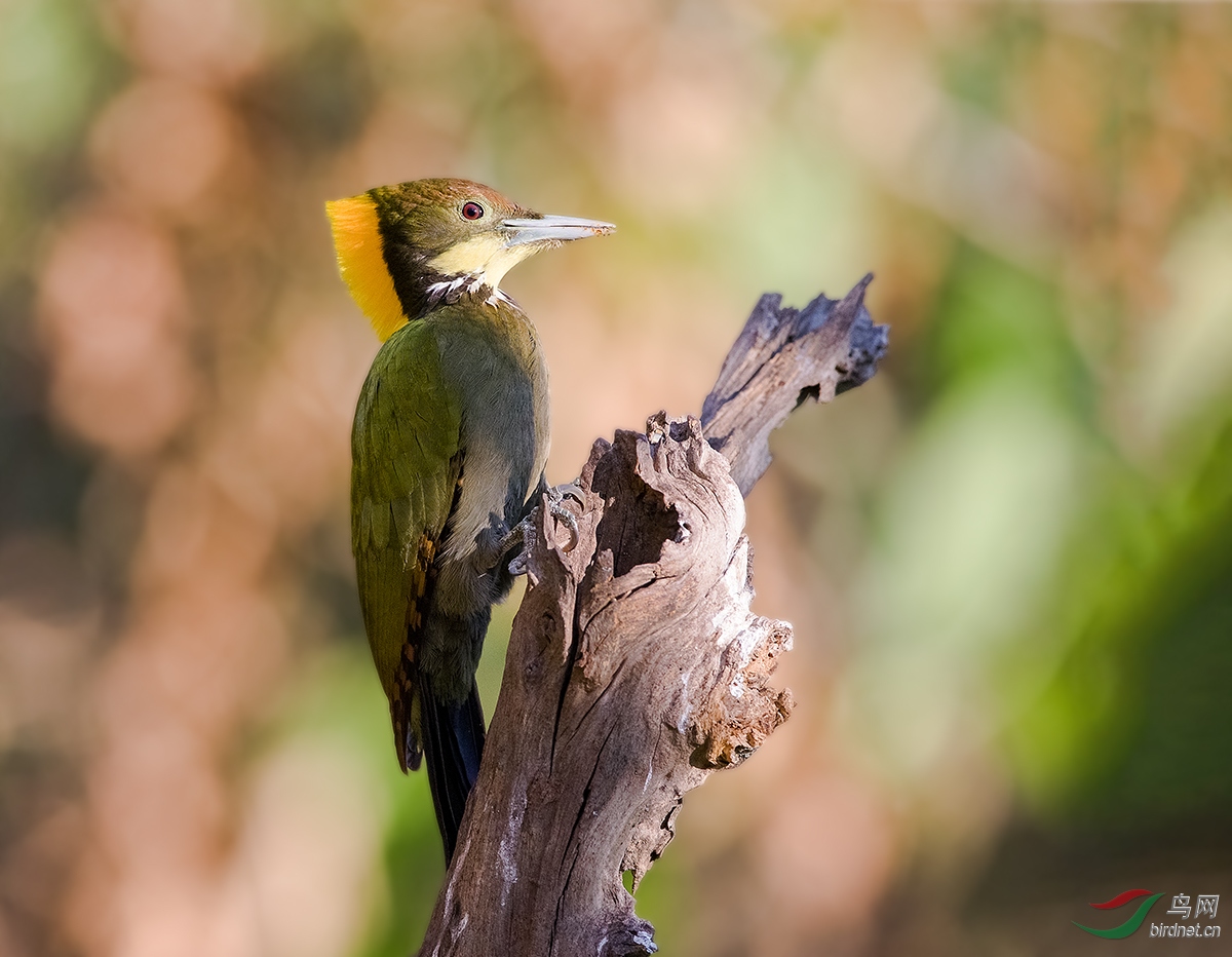 王者风范 大金冠啄木鸟