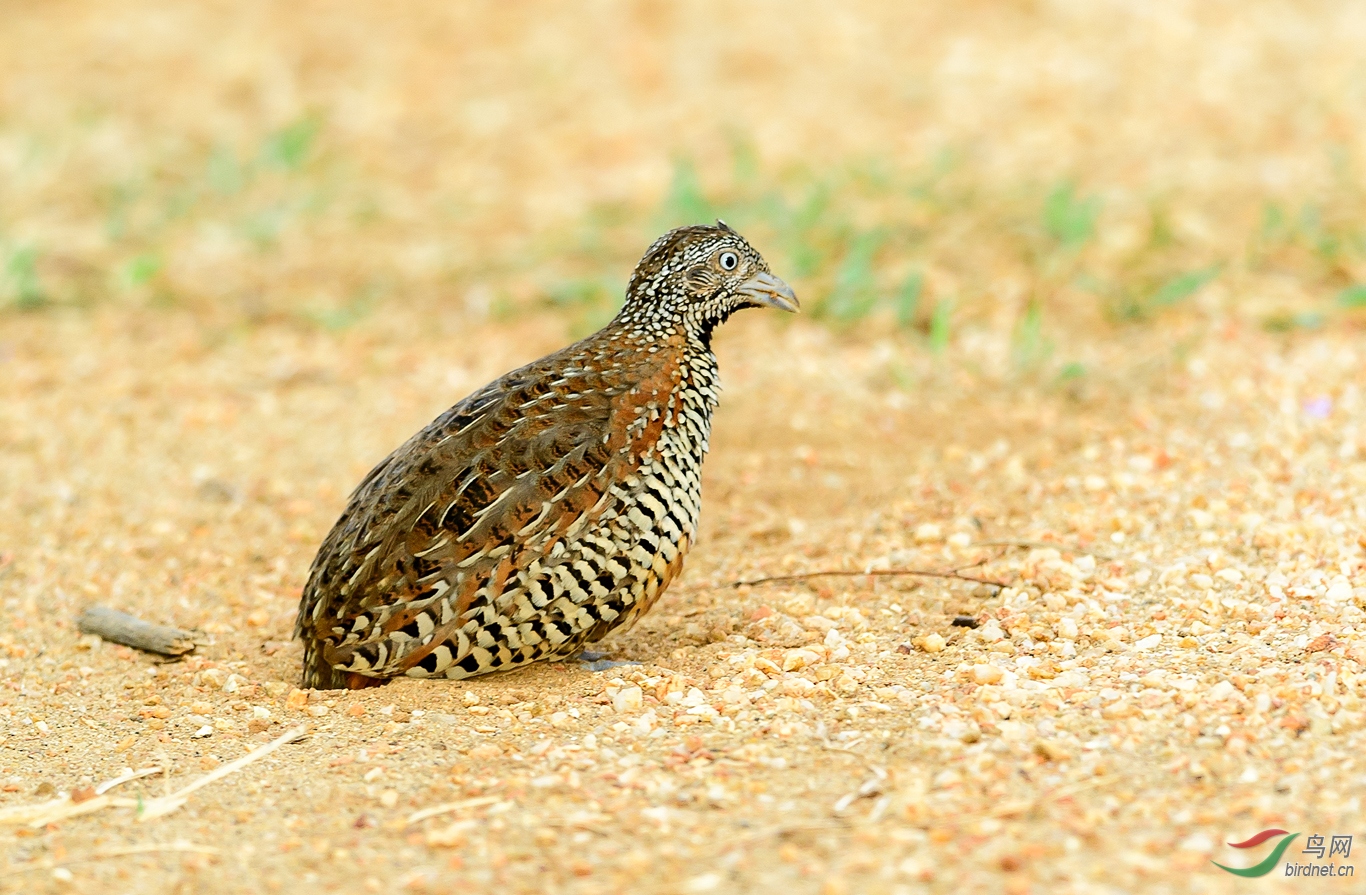 斯里兰卡三趾鹑
