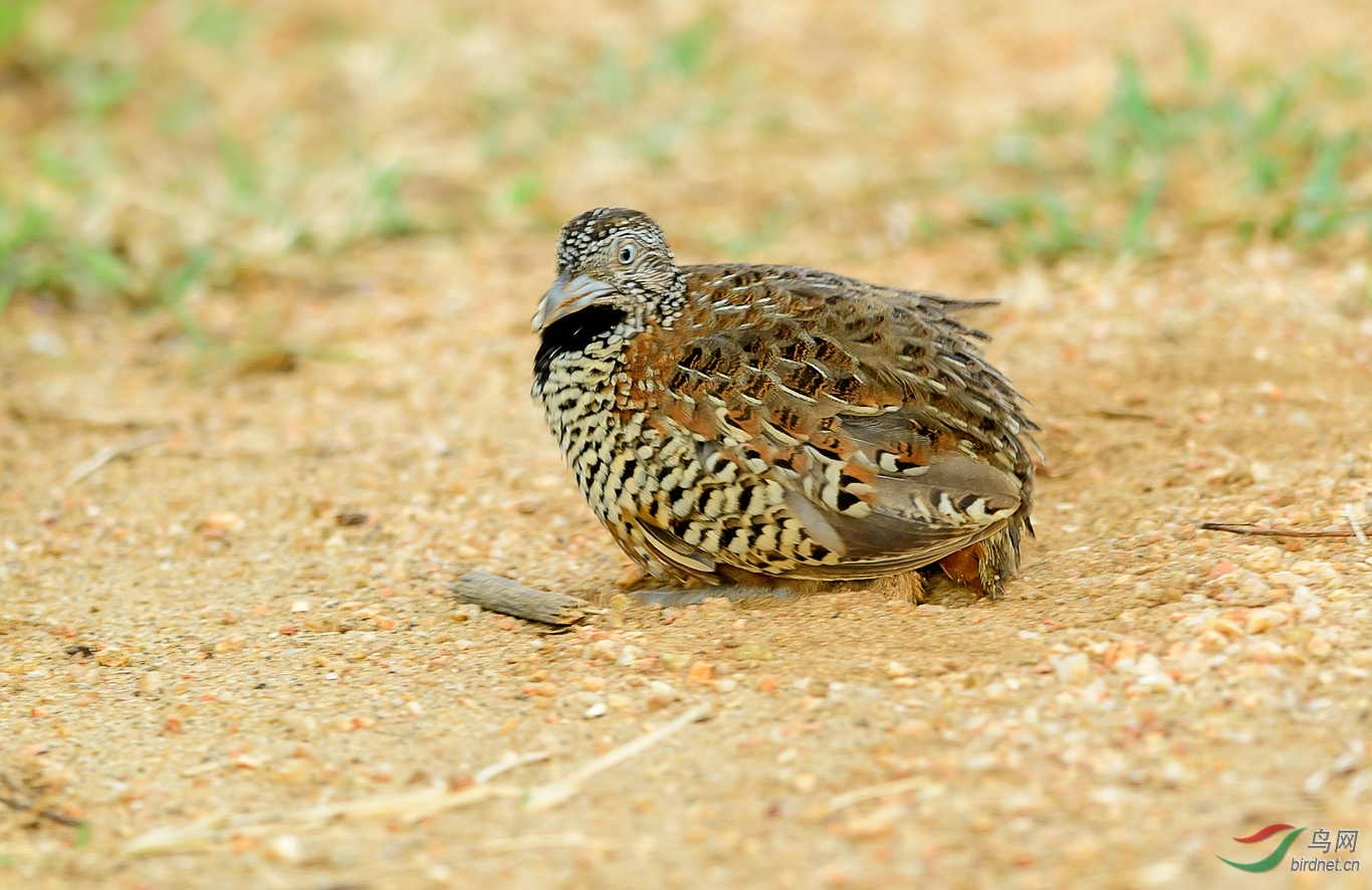 斯里兰卡三趾鹑