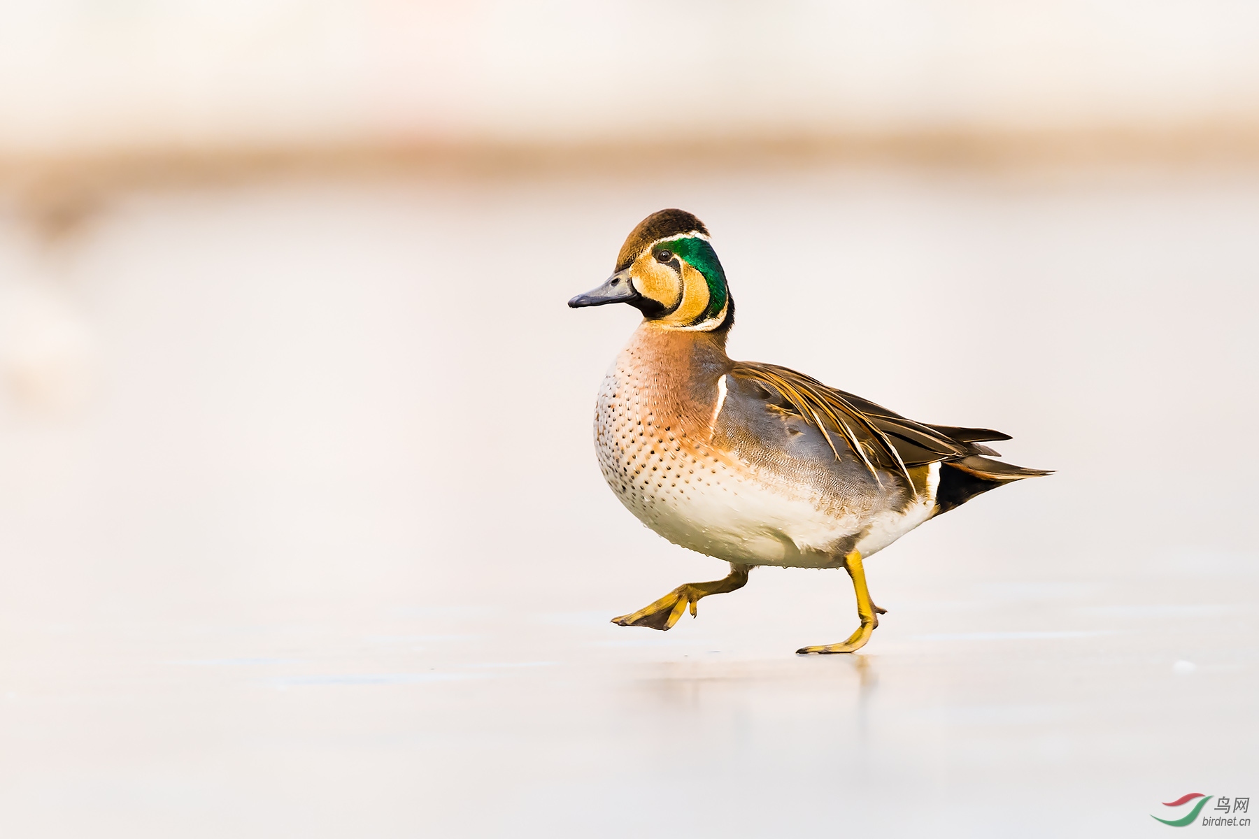 [综合] (环颈雉)鸡年鸭事 ---(版主语)鸟文化的始稿,图文并茂,点赞!