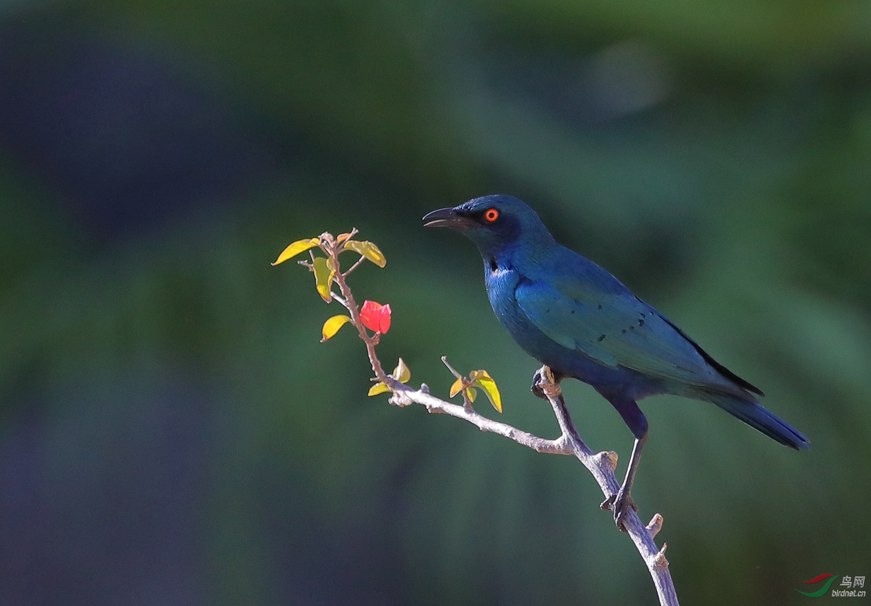 蓝耳丽椋鸟再拍蓝耳丽椋鸟热烈祝贺本帖荣获鸟网首页精华