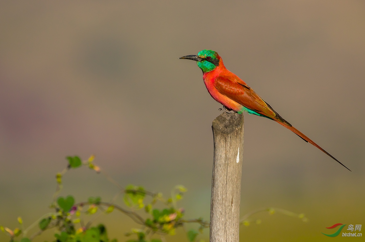 (洋红蜂虎)洋红蜂虎