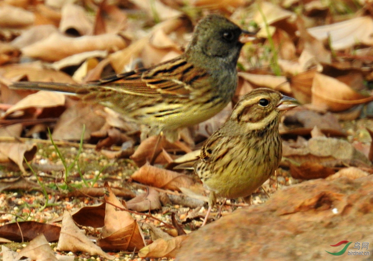 DSCN1476 ����.jpg