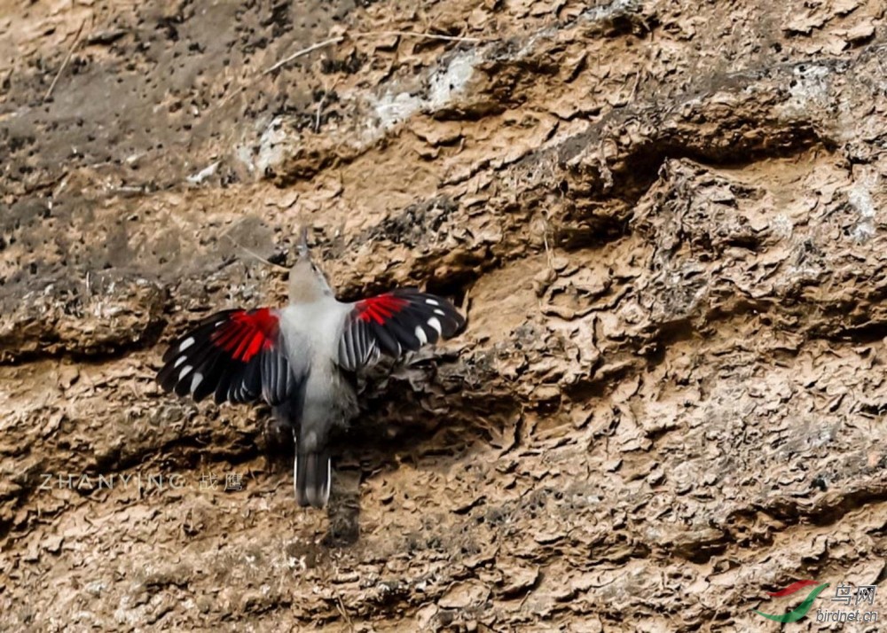 红翅悬壁雀别称爬树鸟石花儿爬岩树在岩崖峭壁上攀爬两翼轻展显露红色