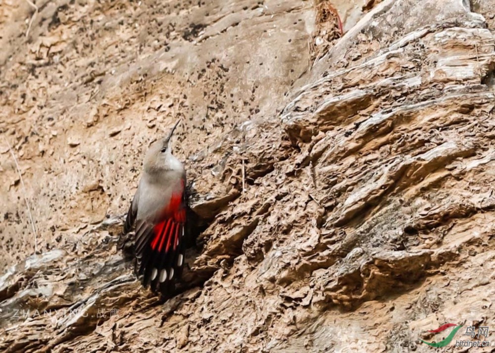 在岩崖峭壁上攀爬,两翼轻展显露红色翼斑被称为悬崖上的蝴蝶鸟