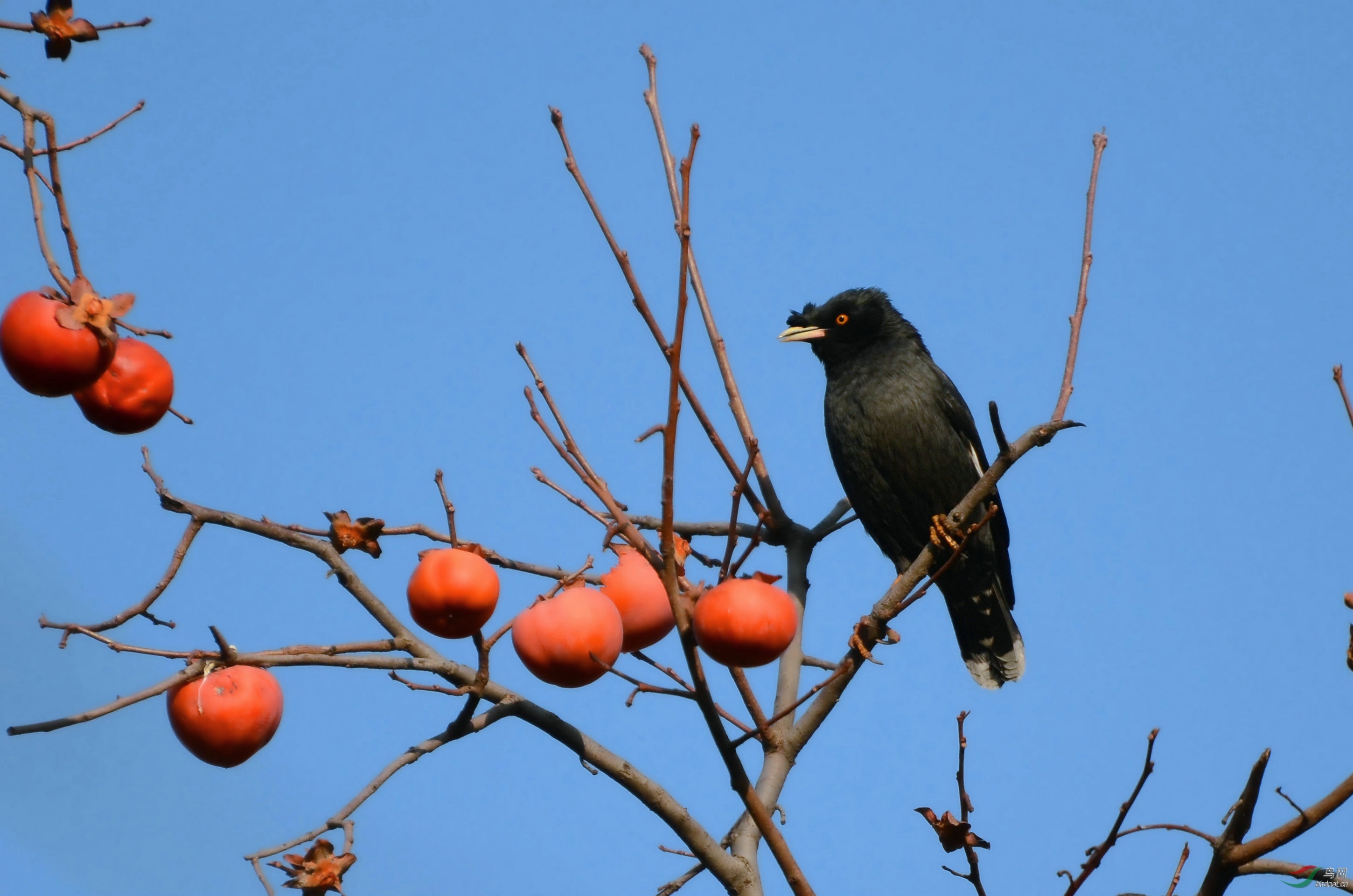 柿子树八哥