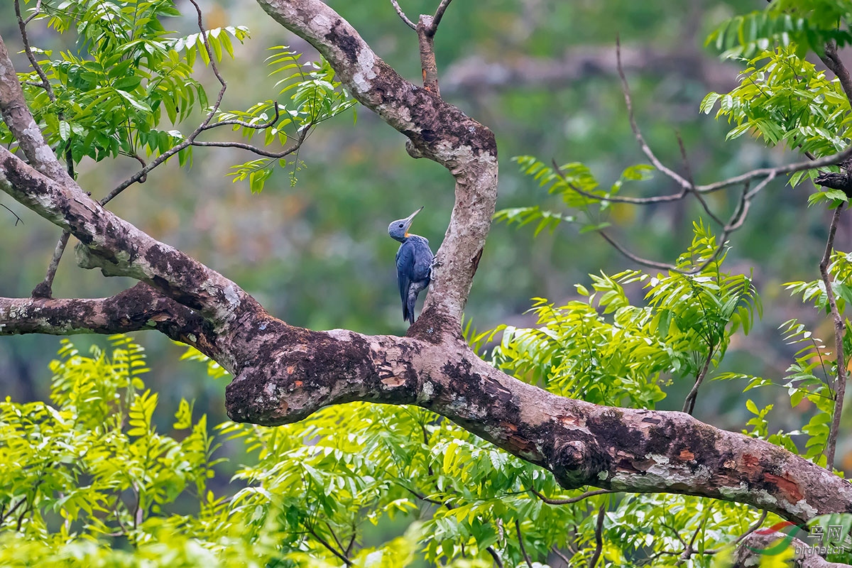 盈江观鸟游记二